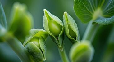Close-up shot of vibrant green pea pods bursting open with fresh peas in the garden photo