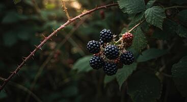 Close-up view of ripe blackberries growing on a thorny branch with green leaves photo