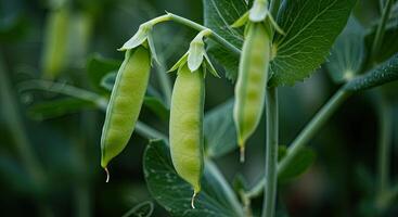Close-up shot of fresh green pea pods growing on a vine in a garden setting photo