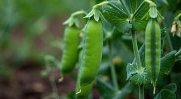 Close-up view of fresh green pea pods growing on a plant in a garden photo