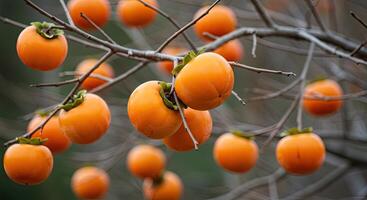 Close-up view of ripe persimmons hanging from the branches of a tree in autumn photo