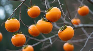 Close-up view of ripe orange persimmon fruits hanging on bare tree branches photo