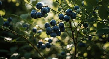 Close-up view of ripe blueberries growing on a bush with green leaves in sunlight photo