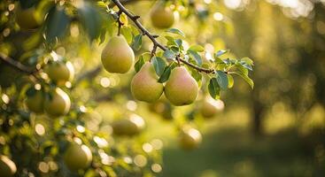 Close-up view of ripe pears hanging from a tree branch in a sunny orchard setting photo