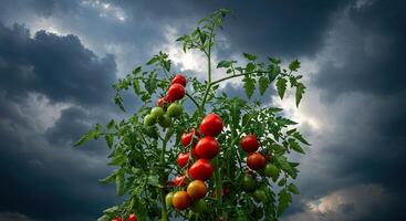 Lush tomato plant laden with ripe red fruit against a dramatic stormy sky photo