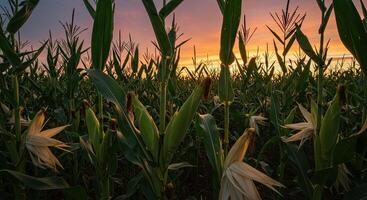Golden hour sunlight illuminates a field of corn stalks with ripening ears of corn. photo