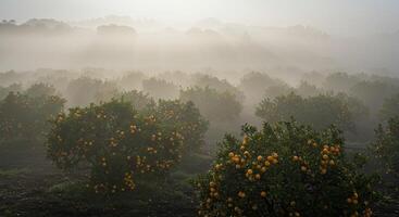Misty morning view of an orange grove filled with fruit trees in a rural landscape photo