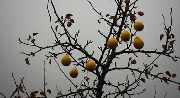 Silhouette of a fruit tree with yellow pears against a cloudy overcast sky photo