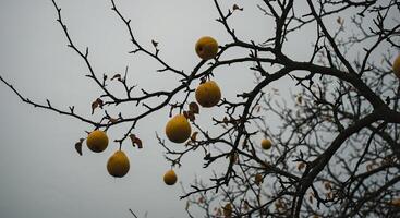 Silhouetted branches of a tree bearing yellow fruits against a cloudy sky background photo