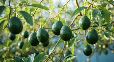 Close-up of ripe avocados hanging from branches of a tree, natural sunlight. photo