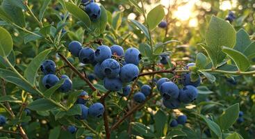 Close-up of ripe blueberries growing on a bush with green leaves in the sunlight photo