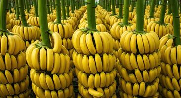 Rows of ripe yellow bananas growing in an orchard, a tropical fruit crop harvest photo