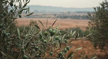 Olive tree branch with green olives in a field with a distant blurred background photo