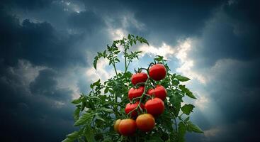 Vibrant red ripe tomatoes growing on a vine with dark stormy sky backdrop photo