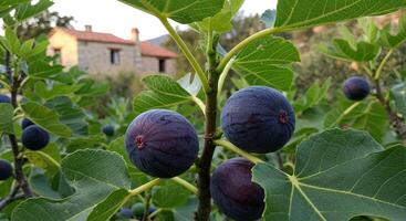 Close-up of ripe figs growing on a tree with a blurred building in the background photo