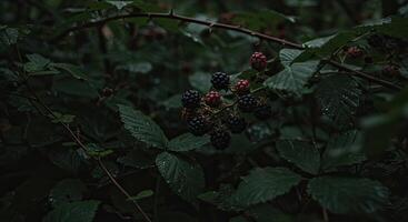 Close-up of ripe blackberries growing on a bush with lush green leaves photo