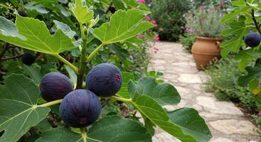 Close-up of ripe figs growing on a tree branch with lush green foliage in a garden photo
