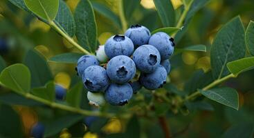 Close-up of ripe blueberries on a bush with green leaves, natural background bokeh photo