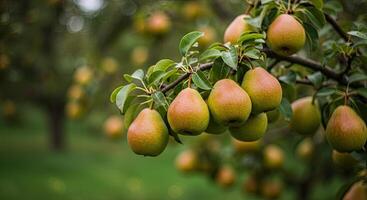 Close-up of ripe pears hanging on a tree branch in an orchard setting photo
