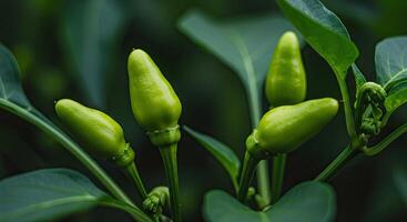 Close-up of vibrant green chili peppers growing on a plant in natural sunlight photo