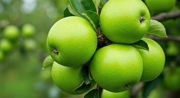 Close-up of vibrant green apples ripening on a branch in an orchard setting photo