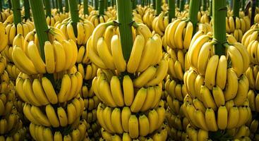 Close-up of vibrant yellow bananas growing in a lush and abundant plantation photo