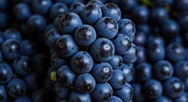 Close-up shot of a bunch of ripe dark blue grapes, ready to be harvested photo