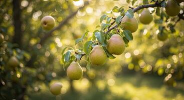 Close-up shot of ripe pears hanging on a tree branch with blurred background photo