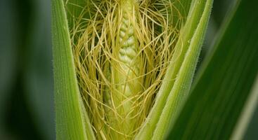 Close-up shot of a young corn cob emerging from its protective green leaves photo