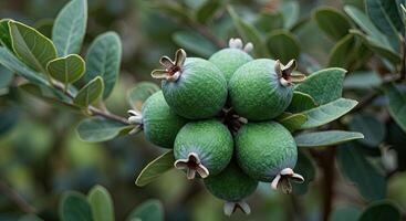 Close-up view of a cluster of green feijoa fruits growing on a branch outdoors photo