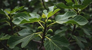 Close-up view of a fig tree branch with green leaves and developing figs in nature photo