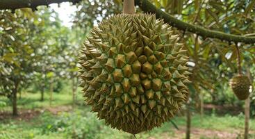 Close-up view of a spiky durian fruit hanging on a branch in a tropical orchard photo