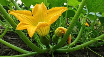 Close-up view of a vibrant yellow squash flower with green stems and developing fruits photo