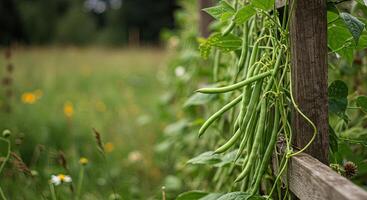 Close-up view of fresh green beans growing on a wooden garden fence photo