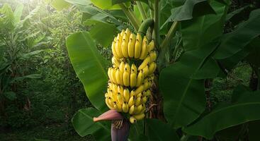 Close-up view of ripe bananas hanging from a banana plant in a lush green forest photo