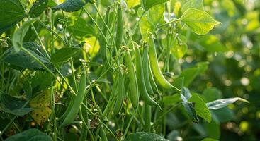 Close-up view of green bean plants growing in a garden under natural sunlight photo