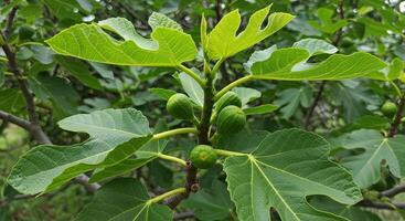 Close-up view of a fig tree branch with green leaves and ripening fruit photo