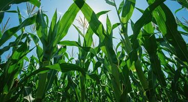 Low angle view of lush green corn stalks growing under a bright blue sky photo