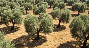 Olive orchard field with numerous trees and shadows in a sunlit agricultural scene photo