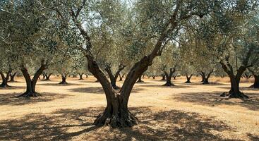 Scenic view of an olive tree grove under the bright sunlight on a summer day. photo