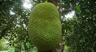Close-up view of a large, textured jackfruit fruit hanging from a tropical tree photo