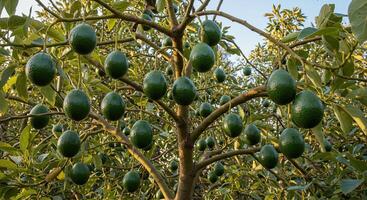Close-up view of a vibrant avocado tree laden with ripe green fruits in sunlight photo