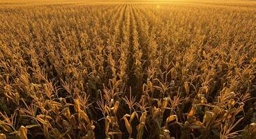 Golden hour sunlight bathes a vast field of mature, flourishing corn stalks, rows. photo