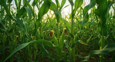 Close-up view of a vibrant green cornfield with sunlight filtering through the leaves photo