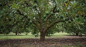 Lush avocado tree laden with ripe fruit growing in a sunny orchard environment photo