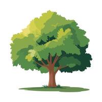 Illustration of a Broadleaf Green Tree with Full Canopy and Brown Trunk on White Background, Maple Tree vector