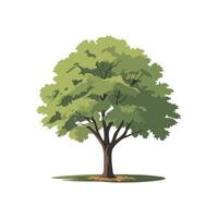 Flat Illustration of a Green Leafy Tree with Thick Foliage and Brown Trunk, Cartoon Maple Tree vector