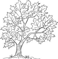 Hand-Drawn Maple Tree Outline, Maple Tree Drawing vector