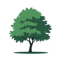 Flat Illustration of a Green Leafy Tree with Thick Foliage and Brown Trunk, Maple Tree vector