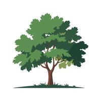 Flat Illustration of a Green Leafy Tree with Thick Foliage and Brown Trunk, Maple Tree Illustration vector